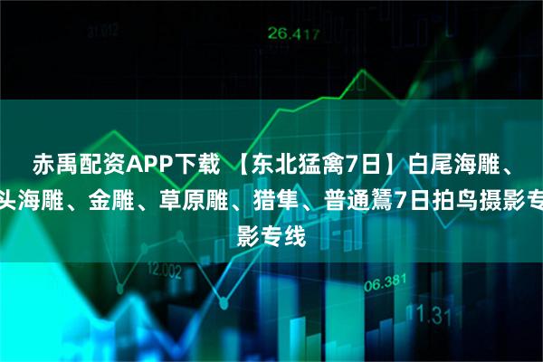赤禹配资APP下载 【东北猛禽7日】白尾海雕、虎头海雕、金雕、草原雕、猎隼、普通鵟7日拍鸟摄影专线